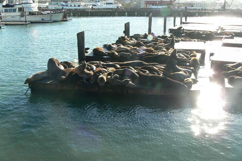 39 Pier 39 SAN FRANCISCO